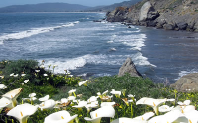 West Marin Coast with kala lilies